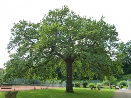 Bild 1 von Eiche am Tennisplatz